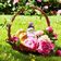 DOLCE PEONY EAU DE PARFUM 75 ML