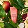NUTRIPLENISH™ MASQUE LIGHT MOISTURE (MASCARILLA HIDRATANTE)