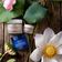 LOTUS YOUTH PRESERVE EYECREA ANTIOX