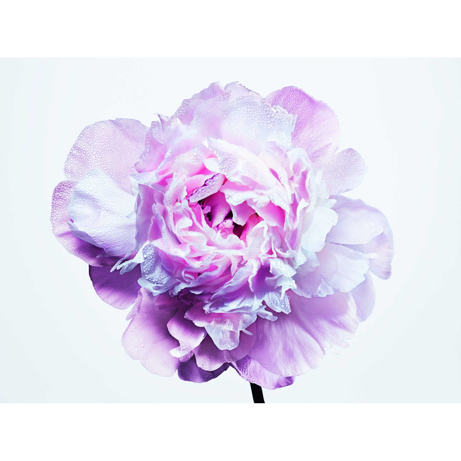 MISS DIOR BLOOMING BOUQUET EAU DE TOILETTE 100ML