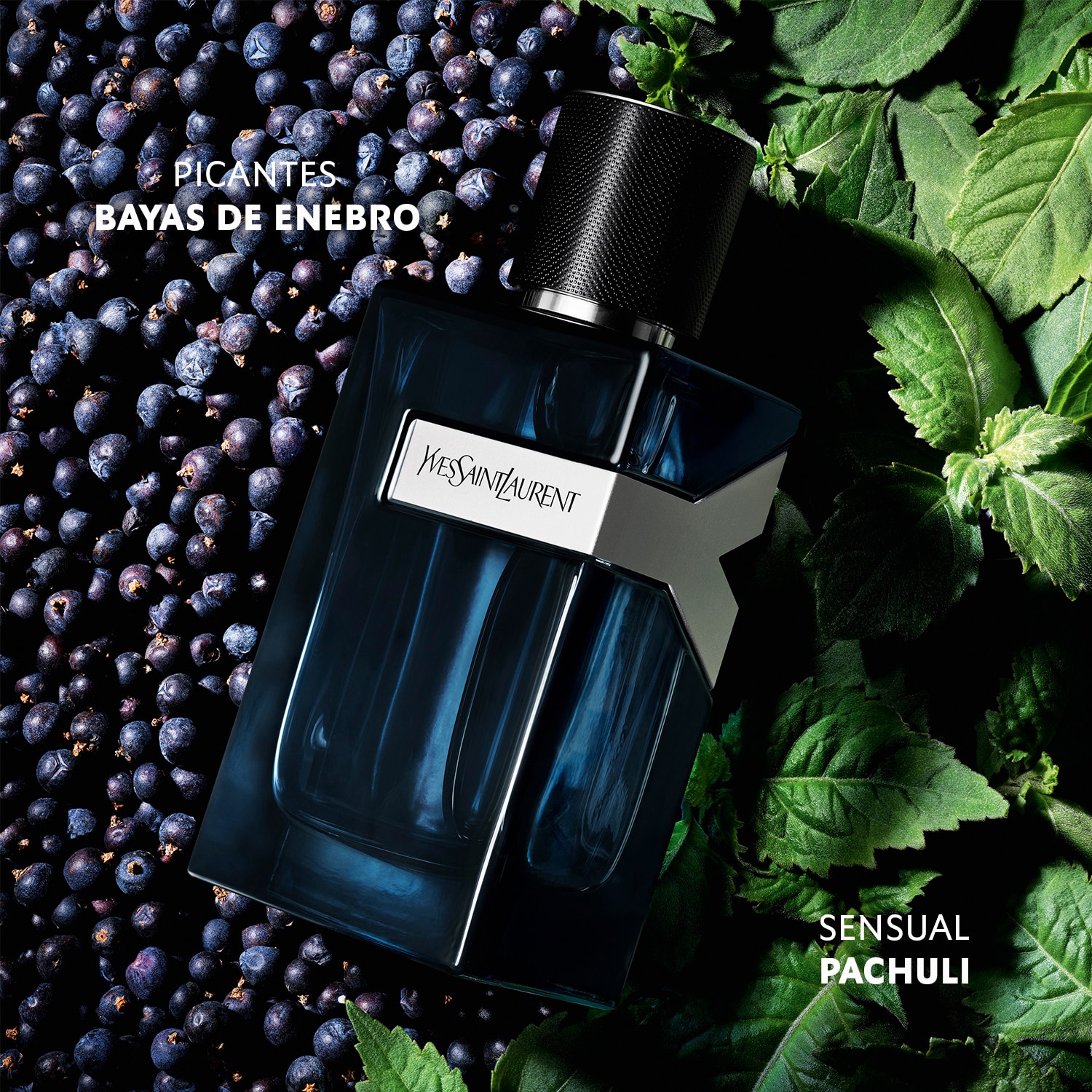 PERFUME Y EAU DE PARFUM INTENSE