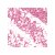 Cute Ting Bubblegum Pink Matte