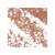 02 Nutmeg Brown