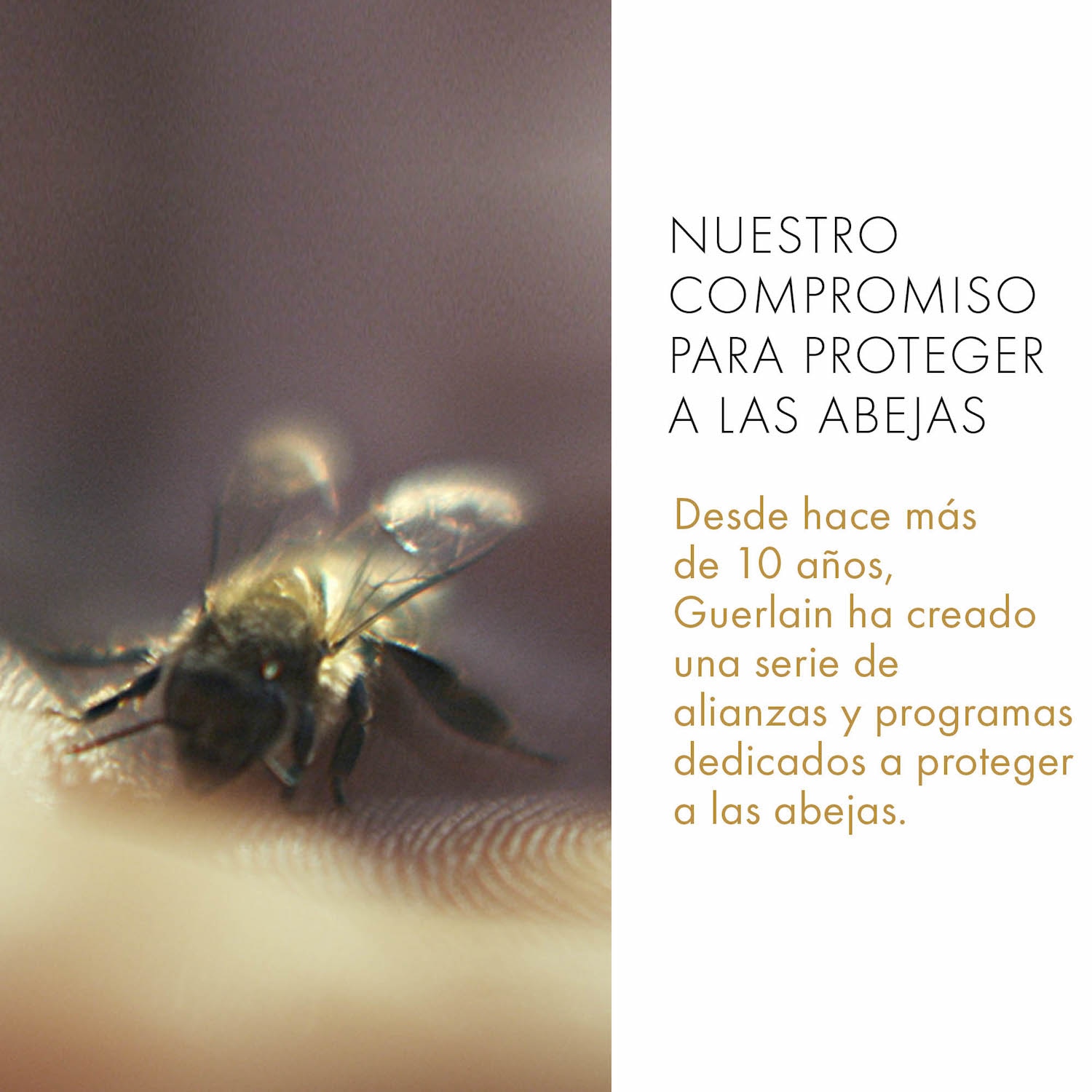 ABEILLE ROYALE ACEITE DESMAQUILLANTE ANTICONTAMINACIÓN 150ML